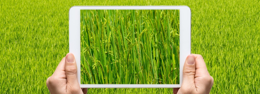 terrain agricole avec sur vue de tablette