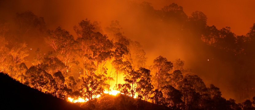 Forêt en pleine incendie