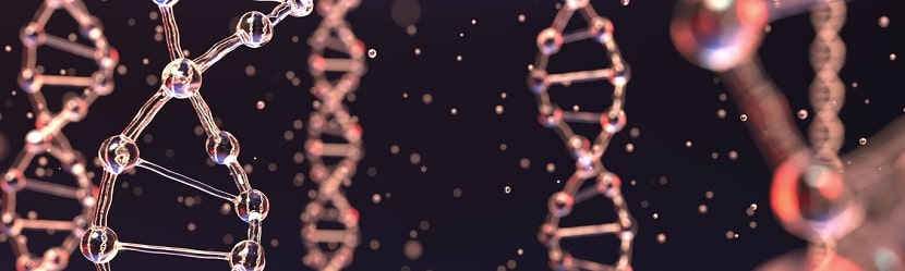 molécules ADN