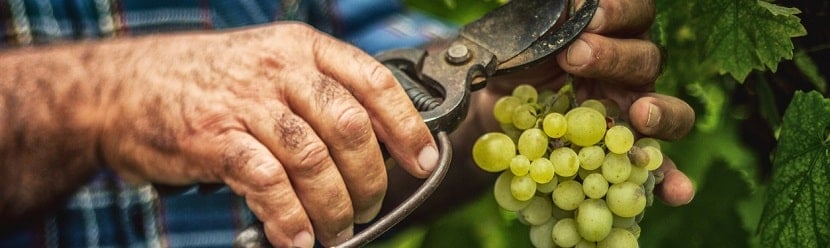 récolte d'un viticulteur